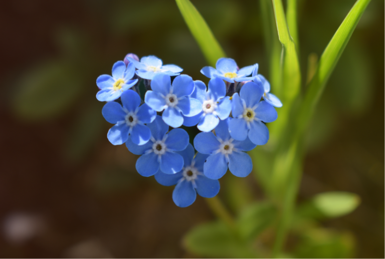 A blue wildflower is pictured as a symbol for the National Day of Mourning in Canada